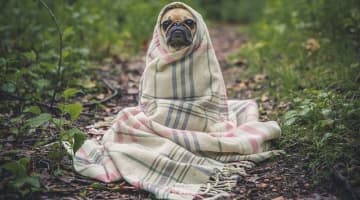 同棲カップルが全裸で生活するメリットとは？体験談や注意点も紹介！のサムネイル画像