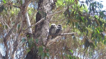 実物を撮影！鳥の楽園オーストラリアで見られる鳥16種を在住者が紹介！観て・聞いて・癒されて！のサムネイル画像