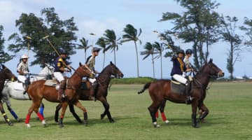ハワイ在住者がノースショアの一味違う遊び方をレポート！乗馬やアザラシ等も！のサムネイル