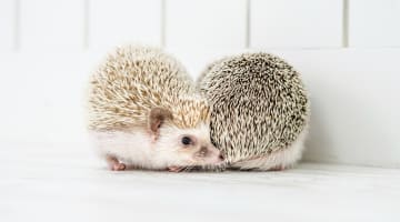  セックス中にチナラで顔面蒼白!?まん屁が出る原因と対処法・男性の本音を紹介！のサムネイル画像