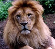 【動物占い】ライオンの性格や特徴10個！他の動物との相性は？[2019]のサムネイル画像