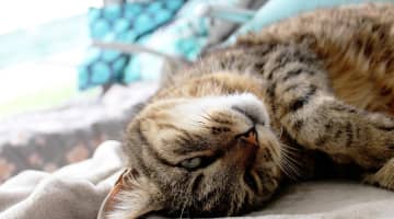 猫系男子を振り向かせる3ステップ！犬系女子が相性バツグン!?のサムネイル画像