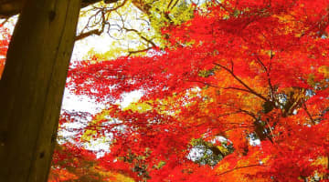 【夢占い】神社の夢の意味は？吉夢？お参り・鳥居・階段等の状況別心理は？のサムネイル画像