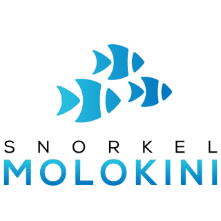 Molokini Snorkeling | Molokini Crater Snorkel Toursのサムネイル