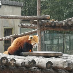 北京動物園のサムネイル