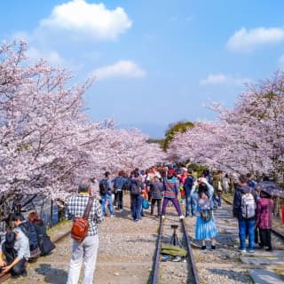 春の京都で食べ歩き！桜を愛でながら花見と食べ歩きを楽しもう！のサムネイル