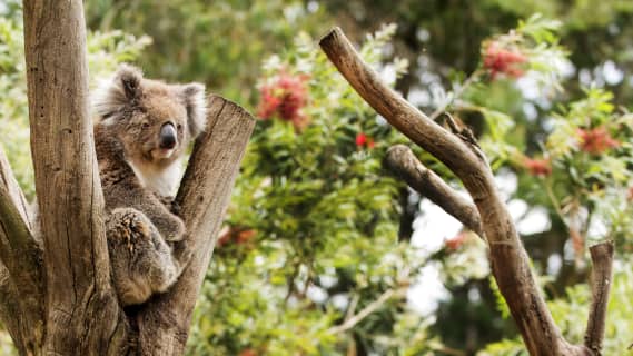 Visit Australia - Travel & Tour Information - Tourism Australiaのサムネイル