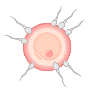 【元エロ本編集者が解説】精子の寿命って知ってる？精子ってどうやって作られるの？精子の不思議を徹底解明！のサムネイル