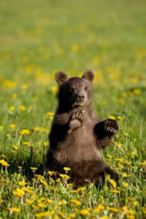 Brown Bear cubs in flowersのサムネイル