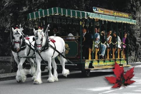 スタンレーパークの馬車ツアーのサムネイル