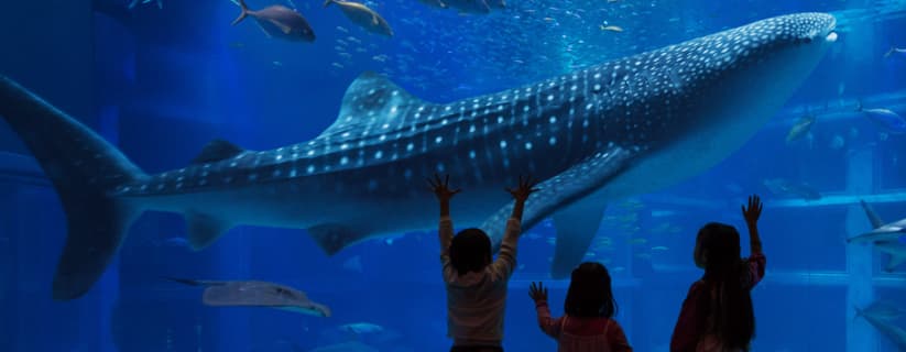 大阪にある世界最大級の水族館「海遊館」のサムネイル