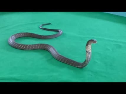 Chiangmai Snake Showのサムネイル