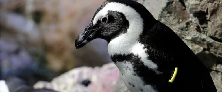 New England Aquarium — Homepageのサムネイル