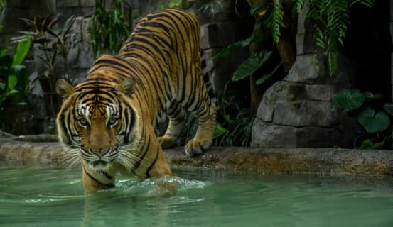 Tigers | Phuket | Tiger Kingdomのサムネイル