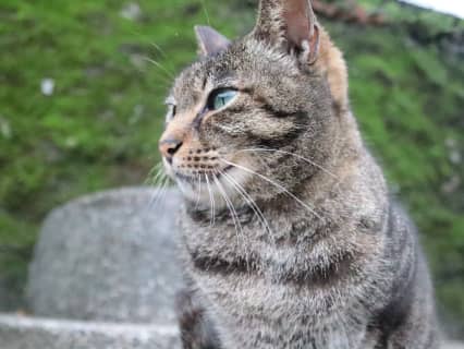 【台湾 猫村】ネコ好きなら一度は訪れたいネコの楽園！猴硐(ほうとん)猫村はどんな村？のサムネイル