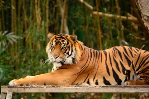 タイガーウッズも苦しんだセックス依存症の症状と治療法とは?症状は大きく2つある！ | happy-travel[ハッピートラベル]のサムネイル