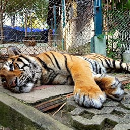 タイガーキングダム チェンマイのサムネイル