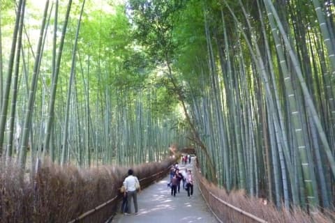 竹林の小道 - 京都・嵐山の観光ガイドのサムネイル