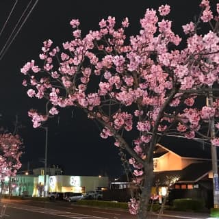 【体験レポ】高松のピンサロはこの3店！先っちょから玉の裏まで気持ちよくしてくれます！本番情報も！のサムネイル