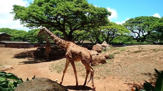 ホノルル動物園はハワイのサバンナ？！大人も子供も楽しめる魅力や行き方など徹底解説！ | Trip-Partner[トリップパートナー]のサムネイル