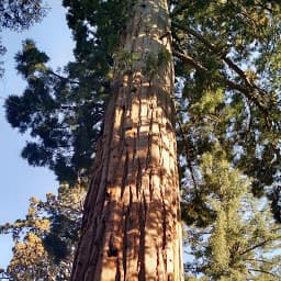 セコイア・キングスキャニオン国立公園のサムネイル