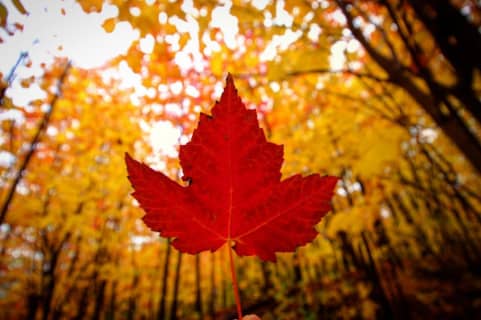 北米在住者が選ぶモントリオールの観光名所7選！紅葉シーズンはとくに必見！のサムネイル