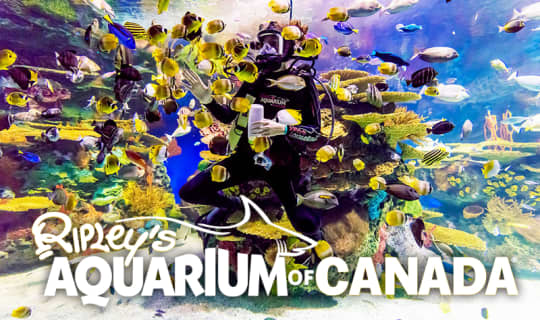 Galleries - Ripley's Aquarium of Canadaのサムネイル