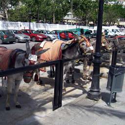 Mijas Burro Taxi Antonio Jimenezのサムネイル