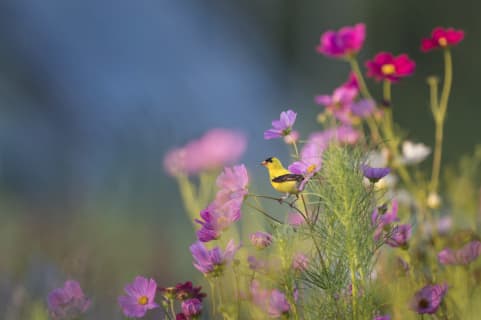 天理教信者の芸能人・有名人まとめ【2019年最新版】のサムネイル