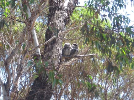 実物を撮影！鳥の楽園オーストラリアで見られる鳥16種を在住者が紹介！観て・聞いて・癒されて！のサムネイル