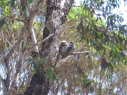 実物を撮影！鳥の楽園オーストラリアで見られる鳥16種を在住者が紹介！観て・聞いて・癒されて！のサムネイル