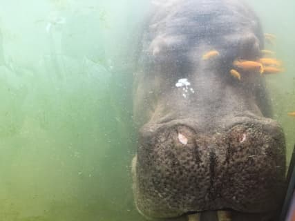 台北から高雄まで台湾にあるすべての動物園をご紹介！パンダもホワイトタイガーも！のサムネイル