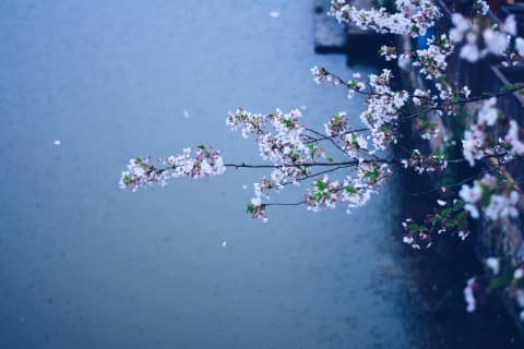 【2020年体験記】すすきののソープ”さくら”はNN/NS可能?料金や口コミを徹底公開！のサムネイル