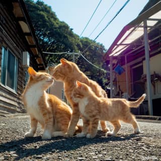 夢占い！猫の意味は？最高の運勢の予感？噛まれる・助ける等の状況別で紹介！のサムネイル