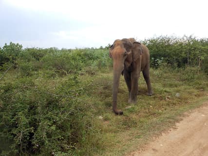 野生動物の宝庫・スリランカ！サファリの楽しみ方から街中の動物を在住者が紹介！のサムネイル