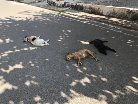 路上で寝ている犬。タミルナードゥ州にて。