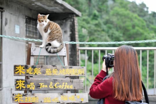 台湾ぬこ