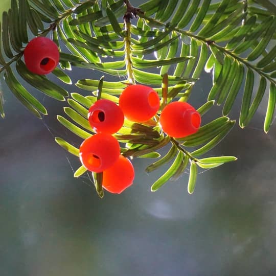 花言葉 死 を表す花は 絶望や別れを表すのはゆり 狂気 ヤンデレも Miima ミーマ