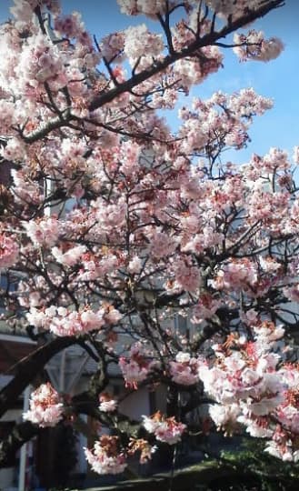 見頃を迎えたあたみ桜