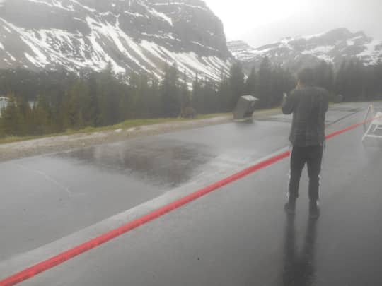 カナディアンロッキーのグリズリー