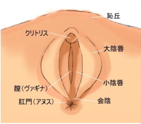 マンコ図解