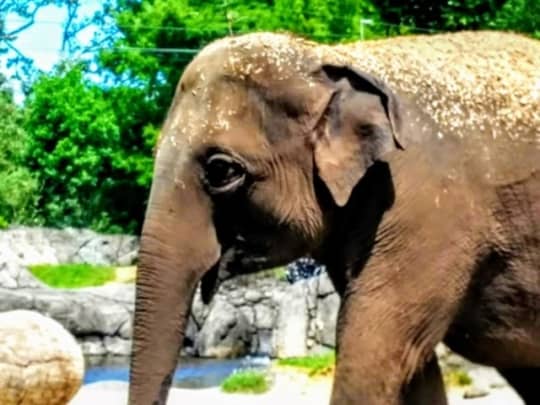 オークランド動物園　ゾウ