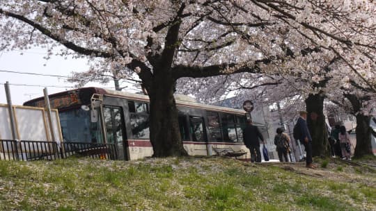 桜とバス停