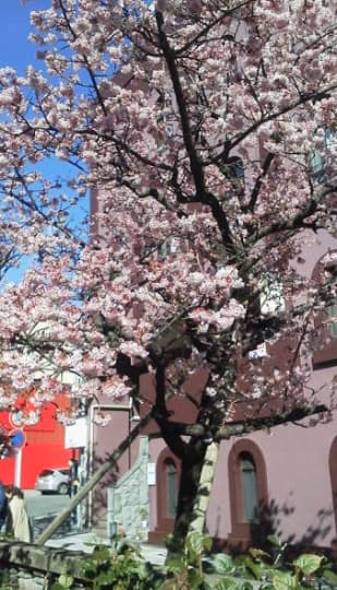 街並みを彩る満開のあたみ桜