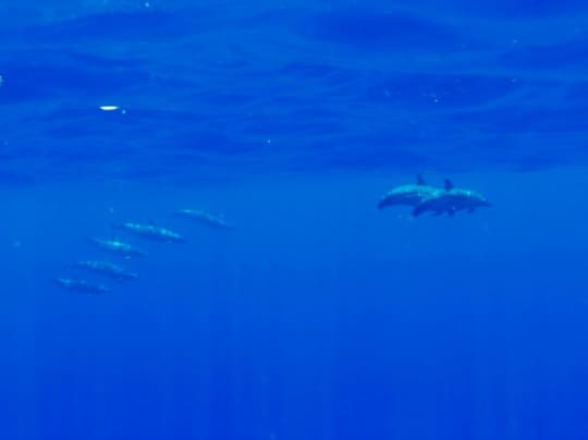 ハワイの沖合で悠々と泳ぐイルカ