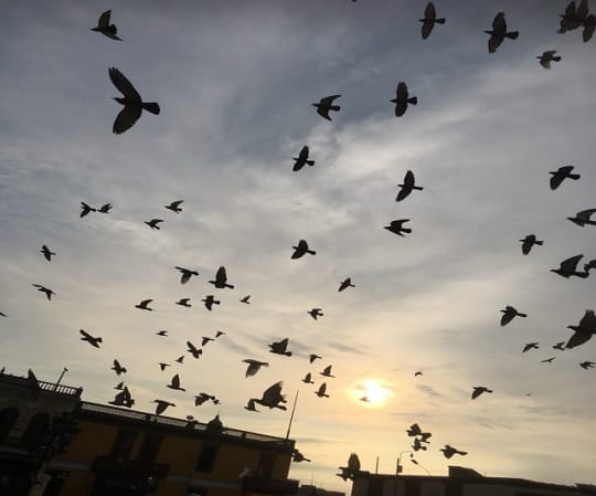 教会の近くで飛ぶ鳩たちと夕日