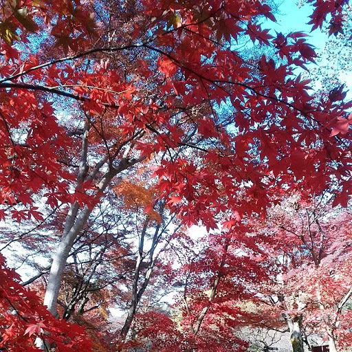 温暖な熱海にも色づく紅葉