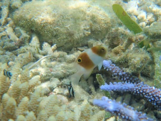 米原海岸の熱帯魚