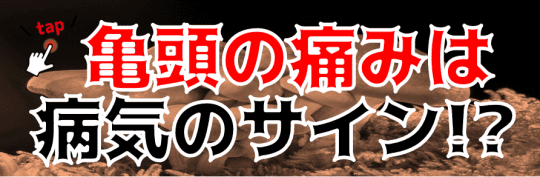 亀頭についての関連記事