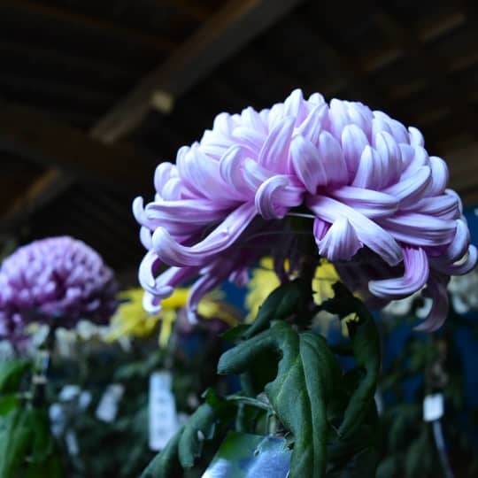 弥彦神社境内の菊